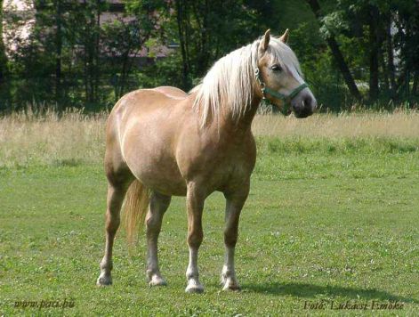 haflingi.jpg
